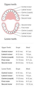 Baby Teeth Chart What Order Do Babies Teeth Come In
