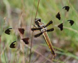 Dragonfly And Damselfly Guide On Nature Magazine