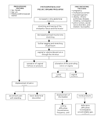 Pathophysiology Of Uterine Prolapse In Flow Chart Lovely