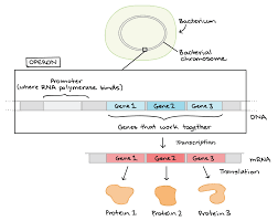 Overview Gene Regulation In Bacteria Article Khan Academy
