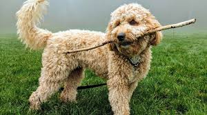 choosing poodle hybrids 5 mixed breeds