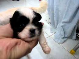 Never underestimate their size because hidden underneath is a large heart fully capable of loving you with all its life. Shih Tzu Mix Cotton Terrier Puppies Youtube