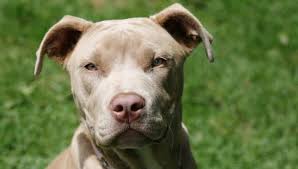 The age of 12 to 16 weeks, your puppy will be more independent. How Much To Feed A Pitbull Puppy 4 Week 6 Week 8 Week Old