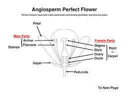 What flower parts are usually bright and attract pollinators? Ppt Petal Powerpoint Presentation Free Download Id 2032908
