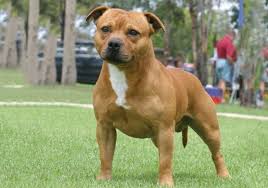 To become a member of our family. Staffordshire Bull Terrier Breeds