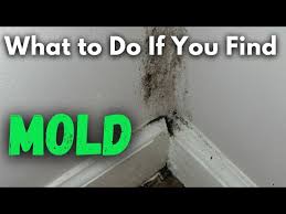 How To Remove Mold From Walls Drywall