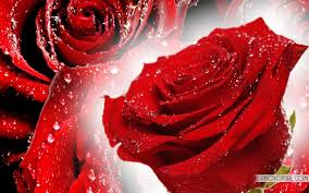 red rose flower wallpapers top free