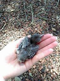 baby blue jay that fell out of its nest