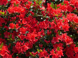 Elke dag worden duizenden nieuwe afbeeldingen van hoge kwaliteit toegevoegd. 15 Varieties Of Red Flowers To Consider For Your Garden