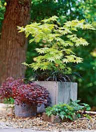 anese maple trees