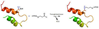 Protein Pegylation For The Design Of Biobetters From Reaction To
