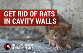 Get Rid Of Rats In Cavity Walls