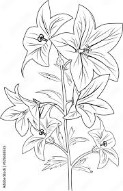 easy flower coloring pages sketch