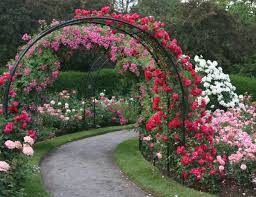 Romantic Beauty Of A Splendid Rose Garden