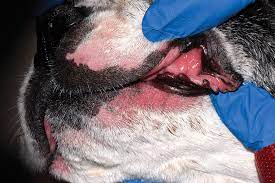 how to treat lip fold pyoderma in dogs