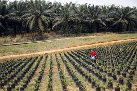 Buy premium quality palm vegetable cooking these grades of rbd palm olein are most purest and most traded in malaysian palm oil industry. Malaysian Palm Oil Price Edges Lower On Upbeat Oct Production Outlook The Star
