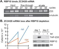 The Zinc Finger Proteins Zc3h20 And Zc3h21 Stabilise Mrnas