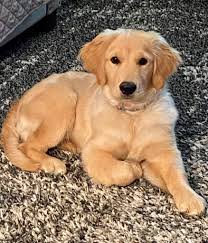 Red golden retriever puppies for sale michigan. Golden Acres Michigan Golden Retriever Puppies For Sale Dog Cat And Pet Boarding Kennels And Grooming In Southeast Michigan