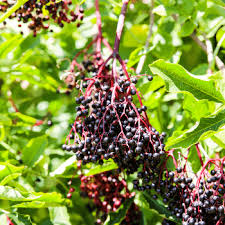grow elderberries planting tips
