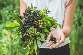 elderberry benefits that will your