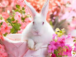 Cute Easter Bunny Ultra HD Desktop ...