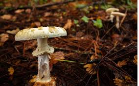 Is there anything i can spray or pour on the soil to keep mushrooms from coming up? Mushroom Toxicity Vca Animal Hospital