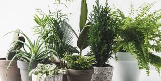 Top 10 Easiest Houseplants To Own The