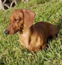 Adopting a dachshund will change your life. Dachshund Rescue Nc Petsidi
