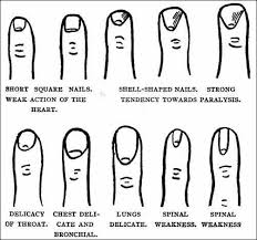 finger fingernails anatomy health