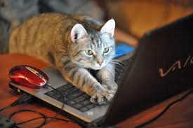 Online School for Cats Soon to be a Reality - Learning Liftoff