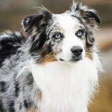 We did not find results for: Australian Shepherd