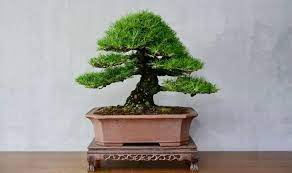 anese black pine bonsai tree