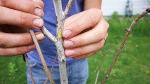 A lot of homeowners love to grow these plants as part of their landscape. This Simple And Free Test Tells You If Your Fruit Tree Is Dead Or Dormant Youtube