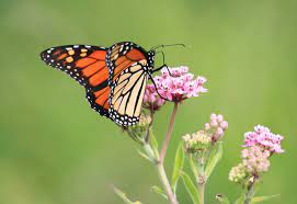 what do monarch erflies eat az