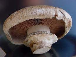Agaricus Bisporus Portobello Viljelyherkkusieni Natural Fungi In  gambar png