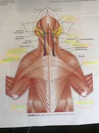 Neck and shoulder muscles diagram muscles of neck anterior view dental hygiene pinterest anatomy. Ventral Aspect Of Thoracic And Neck Muscle Regions On Cat Diagram Quizlet