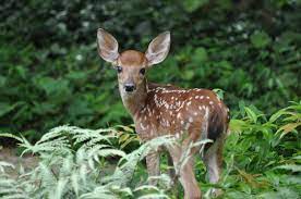 Our research has helped over 200 million people find the best products. How To Attract Deer Mike S Backyard Nursery