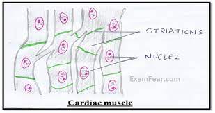 In software engineering, a class diagram in the unified modeling. Cbse Ncert Notes Class 9 Biology Tissues