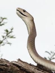 The adult snake's length typically ranges from 2 to 3 m (6 ft 7 in to 9 ft 10 in) but specimens have grown to lengths of 4.3 to 4.5 m (14 ft 1 in to 14 ft 9 in). 43 Black Mamba Ideas Black Mamba Mamba Black Mamba Snake