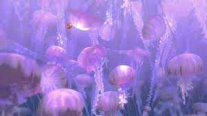jellyfish hd wallpaper