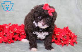 cookie toy poodle puppy
