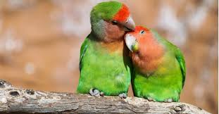 discover every type of lovebird a z