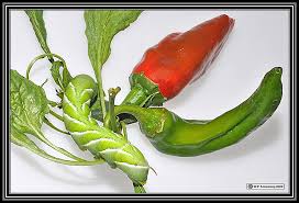 Think you know a lot about halloween? Chile Peppers