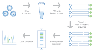 Rflp rflp was developed at the late 70s due to the discovery of restriction enzymes (res; Restriction Fragment Length Polymorphisms Rflp Analysis Thermo Fisher Scientific Jp