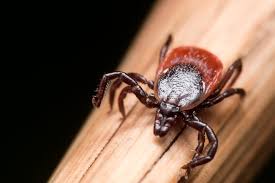 protect yourself against lyme disease