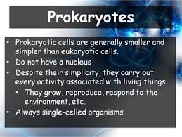 Cells come in a variety of shapes and sizes. Biology Chapter 7 7 1 Life Is Cellular Powerpoint And Guided Notes