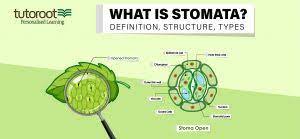 what is stomata definition