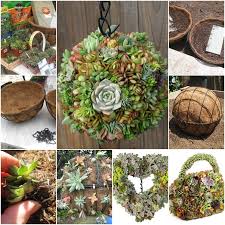 diy hanging succulent for your garden