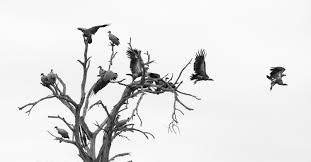 Image result for free image of vultures on a dry long tree