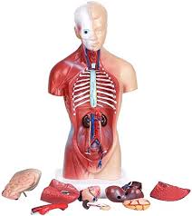 Anterior and posterior views of the human body showing the major muscles. Model Animals T Models 11 Inch Male Human Torso Body Anatomy Model Including Removable Skeleton Visceral For School Education Science Education